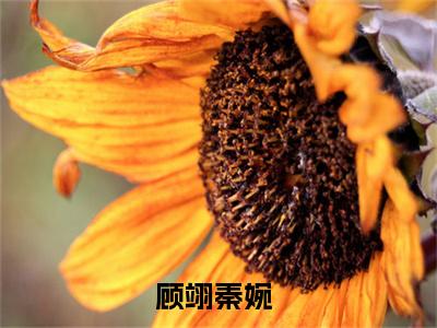 顾翊秦婉免费阅读无弹窗大结局，顾翊秦婉（最新全章节）全文阅读免费阅读-笔趣阁