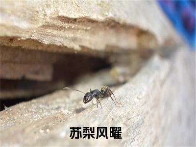 苏梨风曜（苏梨风曜）全文免费阅读无弹窗大结局_苏梨风曜（苏梨风曜）最新章节免费阅读