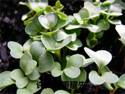 许青茵秦耀先(许青茵秦耀先)全文免费阅读无弹窗大结局_许青茵秦耀先免费阅读无弹窗最新章节列表_笔趣阁