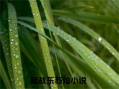 陆战东苏灿小说全文在线赏析-最火热点小说最新更新