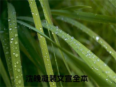 精选好书（沈晚凝裴文宣），沈晚凝裴文宣全文无删减版在线阅读