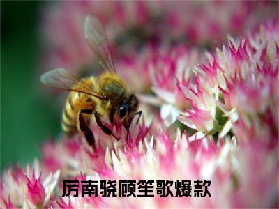 厉南骁顾笙歌是什么小说-（厉南骁顾笙歌全文阅读）最新章节列表