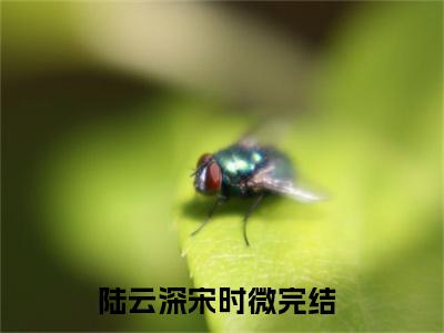 何须相思煮余年（陆云深宋时微全文在线阅读）-何须相思煮余年（陆云深宋时微）免费阅读无删减大结局