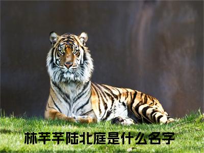 林芊芊陆北庭(林芊芊陆北庭)全文免费阅读无弹窗大结局_林芊芊陆北庭无弹窗最新章节列表_笔趣阁