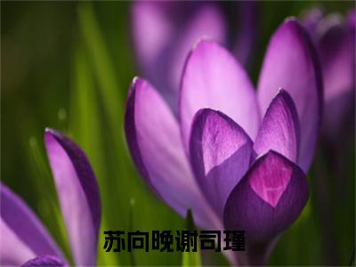 苏向晚谢司瑾(苏向晚谢司瑾)全文在线苏向晚谢司瑾读无弹窗大结局_苏向晚谢司瑾在线读无弹窗最新章节列表_笔趣阁