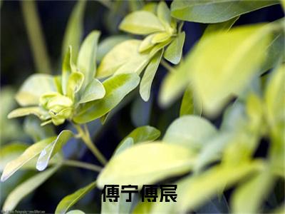 傅宁傅宸小说（已完结小说全集完整版大结局）小说全文阅读笔趣阁