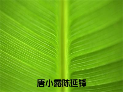 陈延锋唐小露小说唐小露陈延锋完整版全文在线赏析-小说陈延锋唐小露全文大结局已完结