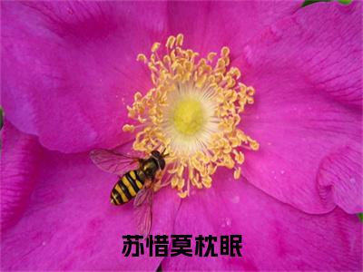 苏惜莫枕眠（莫枕眠苏惜）全文免费阅读大结局_苏惜莫枕眠最新章节列表_笔趣阁