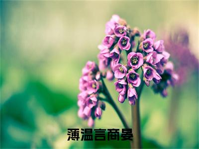 商晏薄温言（薄温言商晏）全文免费阅读无弹窗大结局_商晏薄温言免费最新章节列表_笔趣阁