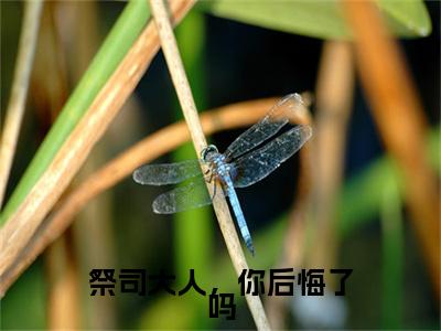 封无尘苏木txt（祭司大人，你后悔了吗）全文免费阅读无弹窗大结局_封无尘苏木最新章节列表_笔趣阁（祭司大人，你后悔了吗）