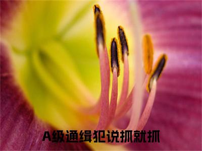 A级通缉犯说抓就抓最新章节（孙平安谢平）全文免费阅读无弹窗大结局_孙平安谢平A级通缉犯说抓就抓全文免费阅读