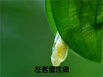 左茗雪沈周(沈周左茗雪)全文免费阅读大结局_左茗雪沈周（沈周左茗雪在线小说免费阅读）全文阅读大结局