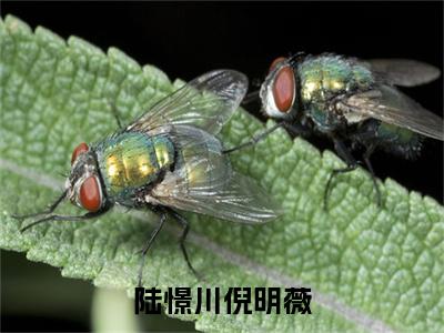 陆憬川倪明薇（倪明薇陆憬川）免费阅读完整版-（陆憬川倪明薇小说）倪明薇陆憬川全文大结局已完结