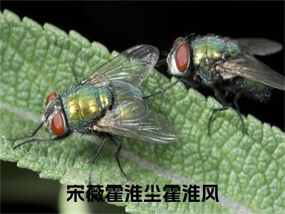 主角是霍淮风宋薇霍淮尘的小说叫什么名字 宋薇霍淮尘霍淮风小说免费阅读