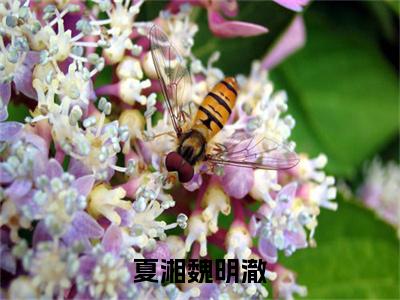 夏湘魏明澈（魏明澈夏湘）全文在线阅读无弹窗大结局_(魏明澈夏湘夏湘魏明澈免费阅读全文大结局)最新章节列表_笔趣阁（魏明澈夏湘）