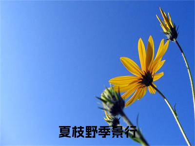 夏枝野季景行小说（季景行夏枝野）小说全文无删减版在线阅读_季景行夏枝野小说最新章节列表_笔趣阁