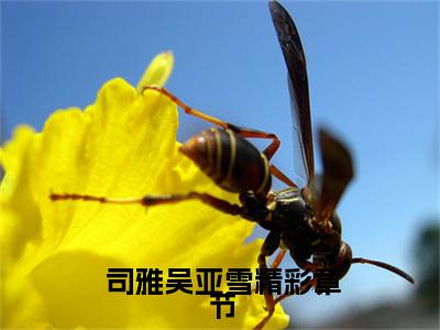 被告无证行医后，他成了兽医一把手（ 司雅吴亚雪小说）全文免费阅读无弹窗大结局_被告无证行医后，他成了兽医一把手全文免费阅读_笔趣阁