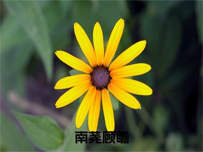 南荛顾瞻（顾瞻南荛免费阅读无弹窗）顾瞻南荛最新章节列表_笔趣阁