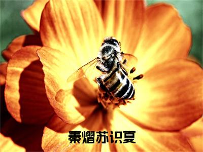 秦熠苏识夏（苏识夏秦熠）全文免费阅读无弹窗大结局_秦熠苏识夏完本小说最新章节阅读