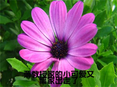 薄教授家的小可爱又离家出走了（薄司寒叶芷萌）全文免费阅读无弹窗完整版，(薄教授家的小可爱又离家出走了)免费阅读全文最新章节列表_笔趣阁