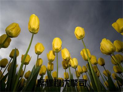 沈擎司席穆穆（席穆穆沈擎司）高质量小说推荐阅读-最新小说席穆穆沈擎司全文阅读