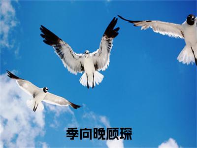 顾琛季向晚小说全文免费阅读_季向晚顾琛（顾琛季向晚）最新章节列表笔趣阁