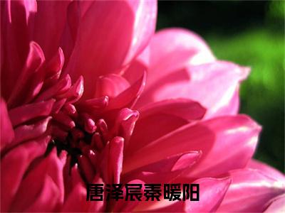 唐泽宸秦暖阳(秦暖阳唐泽宸)小说全文小说免费阅读_唐泽宸秦暖阳最新章节列表笔趣阁（秦暖阳唐泽宸）