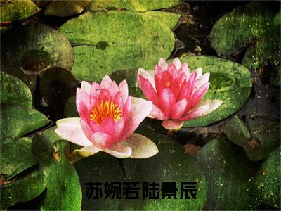 陆景辰苏婉若（苏婉若陆景辰）全文阅读完整版_陆景辰苏婉若（苏婉若陆景辰）小说免费阅读大结局无删减