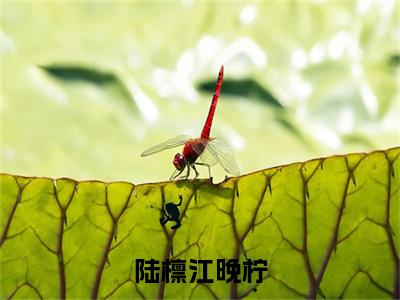 （免费）+（全文）陆檩江晚柠（江晚柠陆檩）免费阅读最新章节无弹窗江晚柠陆檩完整版小说在线阅读