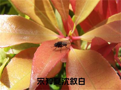 沈叙白宋知夏（宋知夏沈叙白）小说全文-宋知夏沈叙白小说免费阅读大结局