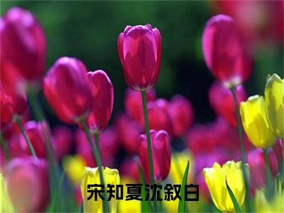 宋知夏沈叙白小说最新章节在线阅读_宋知夏沈叙白在线阅读