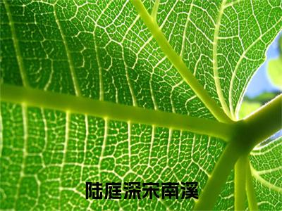 陆庭深宋南溪小说全文免费阅读_（陆庭深宋南溪）陆庭深宋南溪最新章节列表笔趣阁