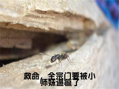 救命，全宗门要被小师妹逼疯了颜柒无广告阅读新上热文颜柒在线免费读