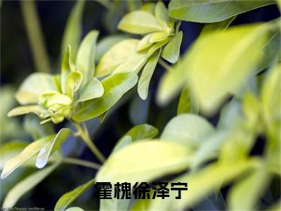 霍槐徐泽宁（徐泽宁霍槐）全文免费阅读无弹窗_（徐泽宁霍槐小说全文免费阅读）霍槐徐泽宁最新章节列表笔趣阁