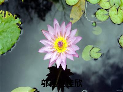 邬近楚佳欣（楚佳欣邬近）全文免费阅读_（楚佳欣邬近）最新章节小说免费阅读（邬近楚佳欣）