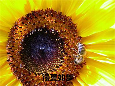 宋漫夏曲鹤渡（漫夏如梦）全文免费阅读无弹窗大结局_（宋漫夏曲鹤渡）漫夏如梦小说在线阅读无删减