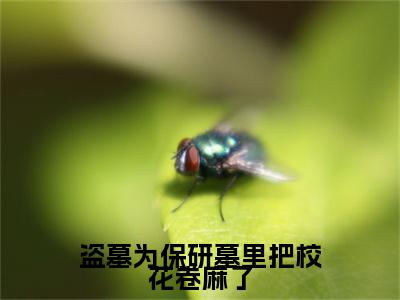 盗墓为保研墓里把校花卷麻了（叶凡白轻絮）小说免费阅读完结版-盗墓为保研墓里把校花卷麻了小说全文免费阅读