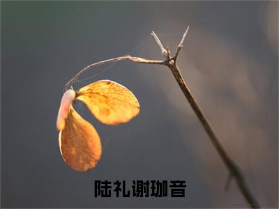 谢珈音陆礼是什么小说-（陆礼谢珈音全文阅读）最新章节列表（番外）+（全文）