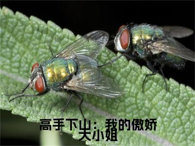 高手下山：我的傲娇大小姐（林凡）全文免费阅读大结局_（林凡免费阅读）高手下山：我的傲娇大小姐全文在线完本阅读