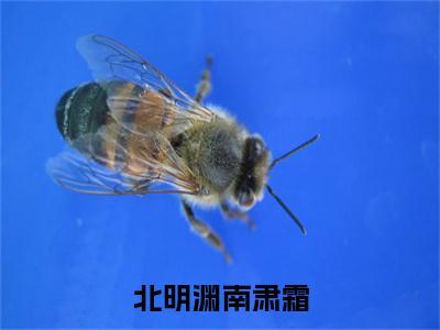 （北明渊南肃霜抖音小说）南肃霜北明渊小说全文阅读免费