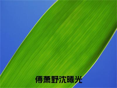 沈曦光傅萧野（傅萧野沈曦光）小说最新章节-傅萧野沈曦光全文免费阅读无弹窗大结局