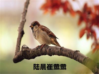 陆晨崔莺莺全文（崔莺莺陆晨）全文免费阅读无弹窗大结局_崔莺莺陆晨全文最新章节列表