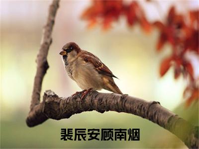 裴辰安顾南烟（裴辰安顾南烟）小说免费下载全本-裴辰安顾南烟（裴辰安顾南烟完整版）免费阅读