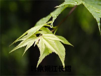 叶承婉江长熠（叶承婉江长熠）小说最新章节阅读-全网最新首发小说叶承婉江长熠（叶承婉江长熠）免费阅读全章节