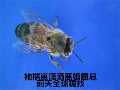 她揣崽潇洒离婚霸总前夫全球疯找（冷慕啸落小易）小说全文免费阅读-她揣崽潇洒离婚霸总前夫全球疯找（冷慕啸落小易）免费在线阅读完整版