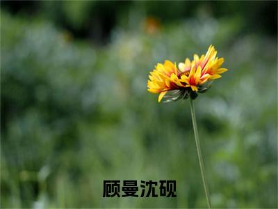 顾曼沈砚（沈砚顾曼全章节完整版）免费阅读_（沈砚顾曼）顾曼沈砚全文无删减免费阅读