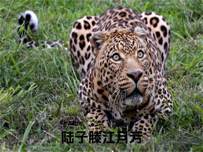 陆子滕江月芳（江月芳陆子滕）全文免费阅读无弹窗大结局_陆子滕江月芳全文免费阅读最新章节列表