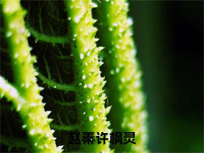 赵秦许枫灵全文免费在线阅读_（赵秦许枫灵免费阅读无弹窗）许枫灵赵秦全文免费完结版阅读