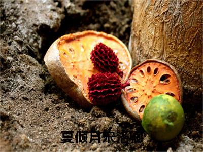 【新书】《夏倾月宋洛卿》全文免费阅读最新章节大结局-宋洛卿夏倾月全文全章节免费阅读