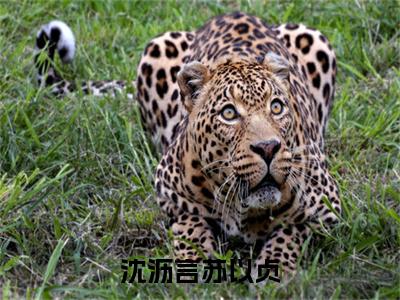 沈沥言苏以贞小说全文（沈沥言苏以贞）全文免费阅读无弹窗大结局_沈沥言苏以贞全文免费阅读无弹窗最新章节列表